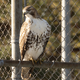 Red-tailed hawk perched on steel bar