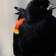 Red-wing blackbird closeup