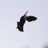 Red Winged Black Bird in Flight