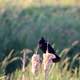 Red-winged blackbird