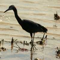 Reddish Egret