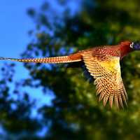 Ring Necked Pheasant in flight