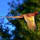 Ring Necked Pheasant in flight