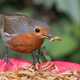 Robin Eating Mealworms