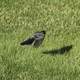 Robin in Flight