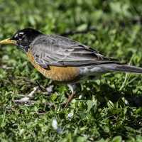 Robin on the grass