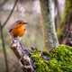 Robin standing on a branch stump