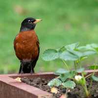 Robin standing on the garden