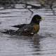 Robin taking a bath in a puddle