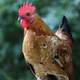 Rooster with red crown close up