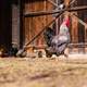 Rooster in front of the barn