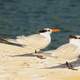 Royal Tern