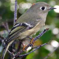 Ruby-crowned Kinglet -- Regulus calendula