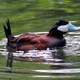 Ruddy Ducks