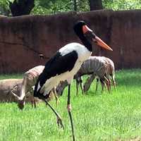 Saddle-Billed Stork