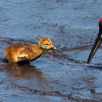 Sandhill Crane and Chick