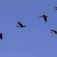 School of Geese flying in V Formation