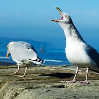 Screaming Seagull