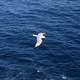 Seagull flying over the sea