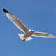 Seagull gliding in the air