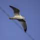 Seagull in flight with wings spread