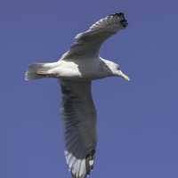 Seagull in flight