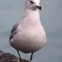 Seagull