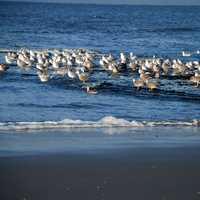 Seagulls standing in the water