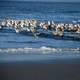 Seagulls standing in the water