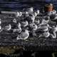 Several Seagulls on the Pier