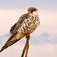 Small Bird of Prey perched on sticks