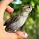 Small Bird on thumb