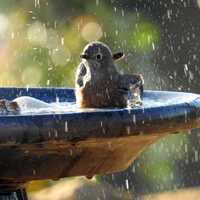 Small Bird Taking a Bath