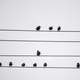 Small Birds standing on the wire