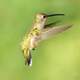 Small Hummingbird flapping its wings