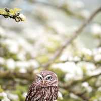 Small owl in the white flower trees