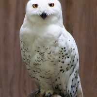 Snowy Owl - Bubo scandiacus