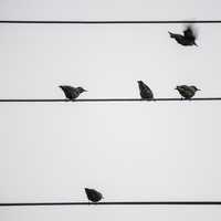 Some birds taking off from a wire
