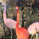 American Flamingo facing camera