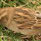 Song Sparrow