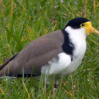 Spur Winged Plover - Vanellus miles