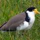 Spur Winged Plover - Vanellus miles