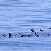 Storm Petrels on the water