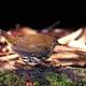 Striated Antthrush -- Chamaeza nobilis