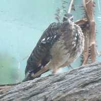 Sunbittern