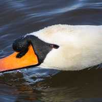 Swan taking a drink