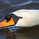 Swan taking a drink