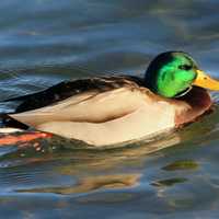 Swimming Mallard