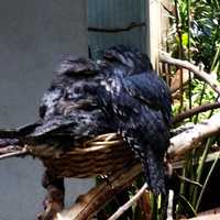 Tawny Frogmouth