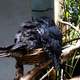 Tawny Frogmouth